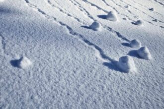 Comment l’échantillonnage en boule de neige est utilisé dans la recherche en psychologie