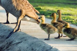 Comment la théorie de l’instinct explique la motivation.