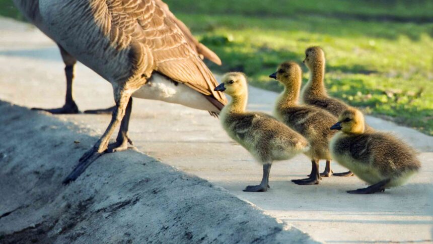 Comment la théorie de l’instinct explique la motivation.