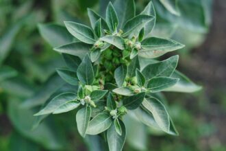 Ce qu’il faut savoir sur l’ashwagandha pour lutter contre le stress